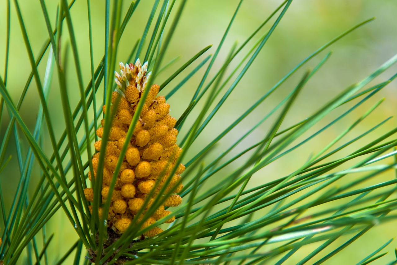 13 Plantas Ornamentais Perfeitas para Ambientes Internos e Externos